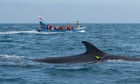 ‘It’s like putting a whale in a blender’: the rise of deadly ship collisions in Chile