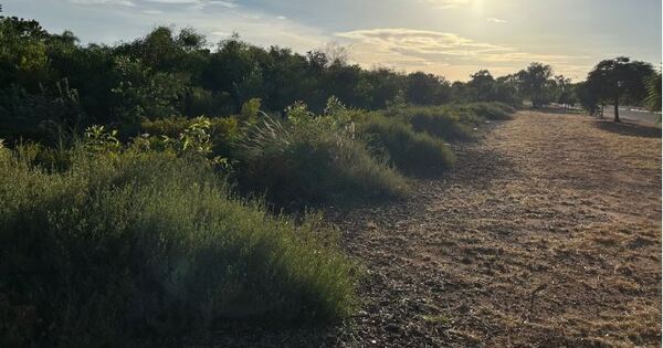 The greening of Port Hedland