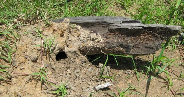 Fire ants go marching to more Qld mine sites