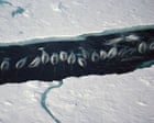 ‘The narwhals stop calling’: how the noise from ships is silencing wildlife in the Arctic