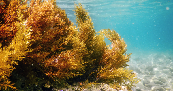 Can precious metals be extracted from seaweed?